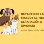 ¿Qué Pasa Con Las Mascotas Después Del Divorcio?