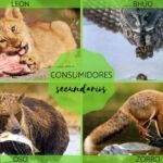 ¿Eres un león, un venado o un camaleón ante la vida? Descubre qué tipo de animal eres en tus relaciones personales.
