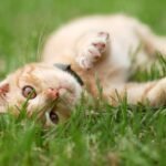 Su Gato Le Dio Lecciones Para Ser Feliz Ahora Ella Te Las Comparte A Ti