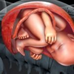 Tu Bebe Se Mueve Poco En El Vientre Descubre Cuando Tienes Que Preocuparte