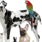 Cual Es La Mascota Mas Recomendable Segun El Tipo De Espacio En El Que Vives