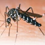 Zika Chicunguya O Dengue Cual Es Mas Peligroso